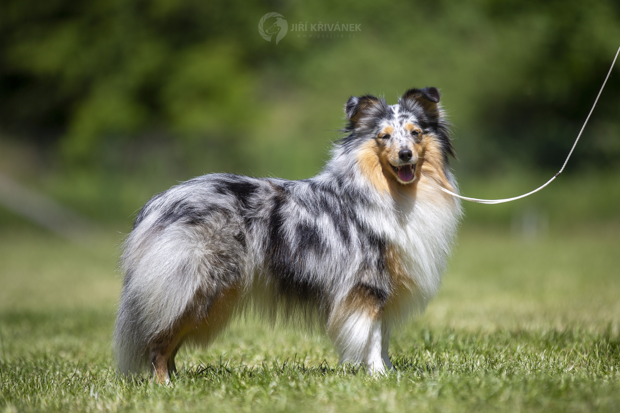 Lovely Miracle Merli Van-Bery